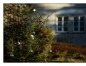 fully decorated Christmas tree near white wooden house during daytime thumbnail