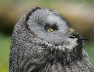 gray owl photography thumbnail