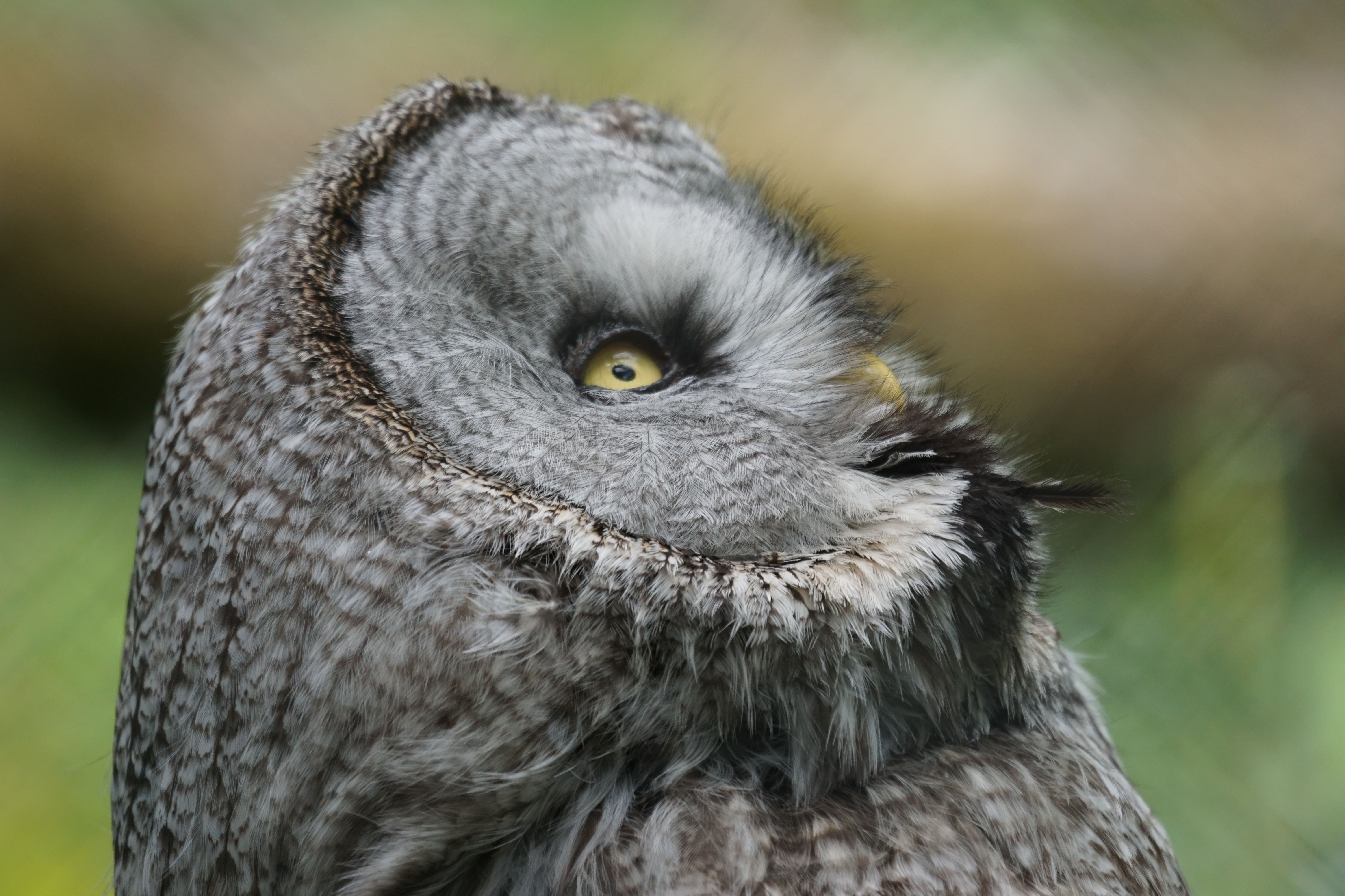gray owl photography
