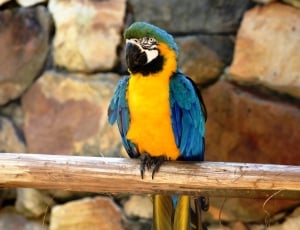 scarlet macaw on brown wood thumbnail