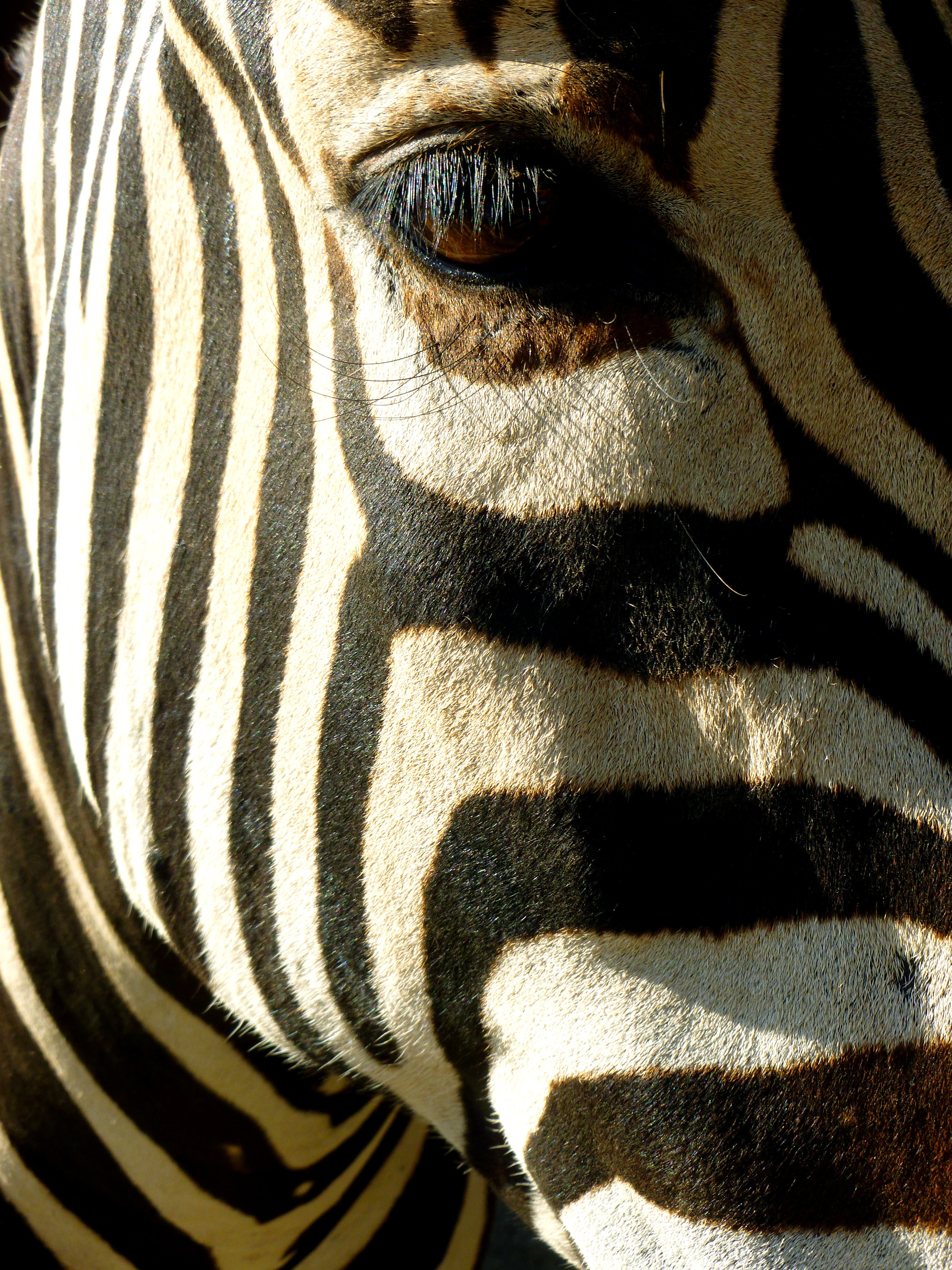 Рамки для фото zebra