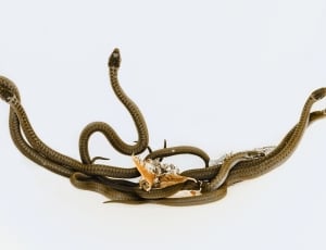 brown snake on white textile thumbnail