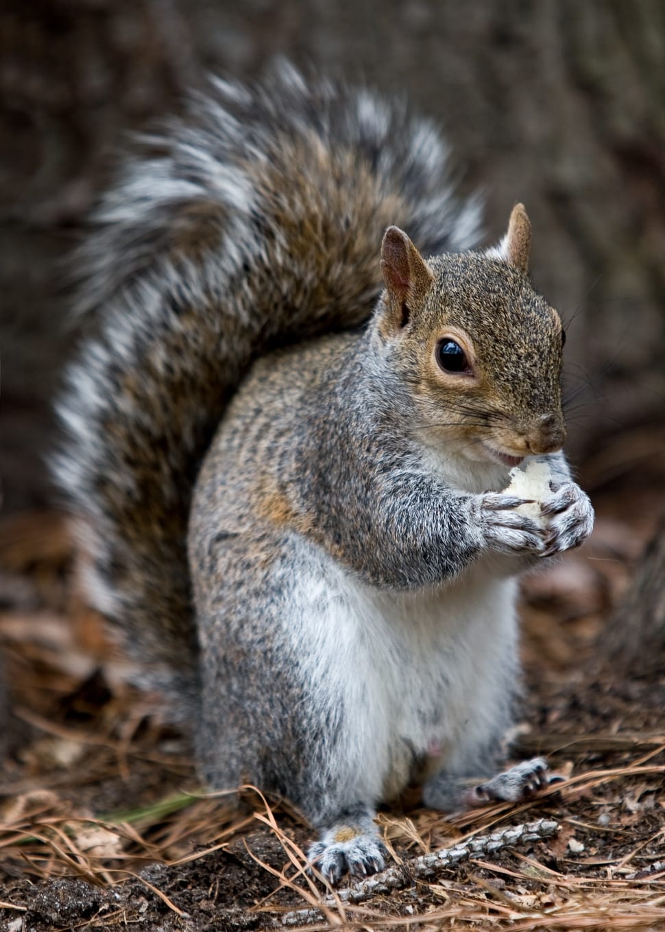 Squirrel, Animal, Eating Wild, Forest, one animal, animals in the wild preview