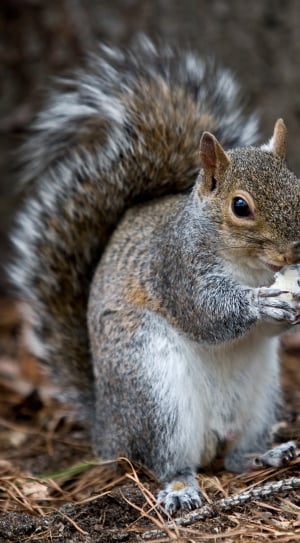 Squirrel, Animal, Eating Wild, Forest, one animal, animals in the wild thumbnail