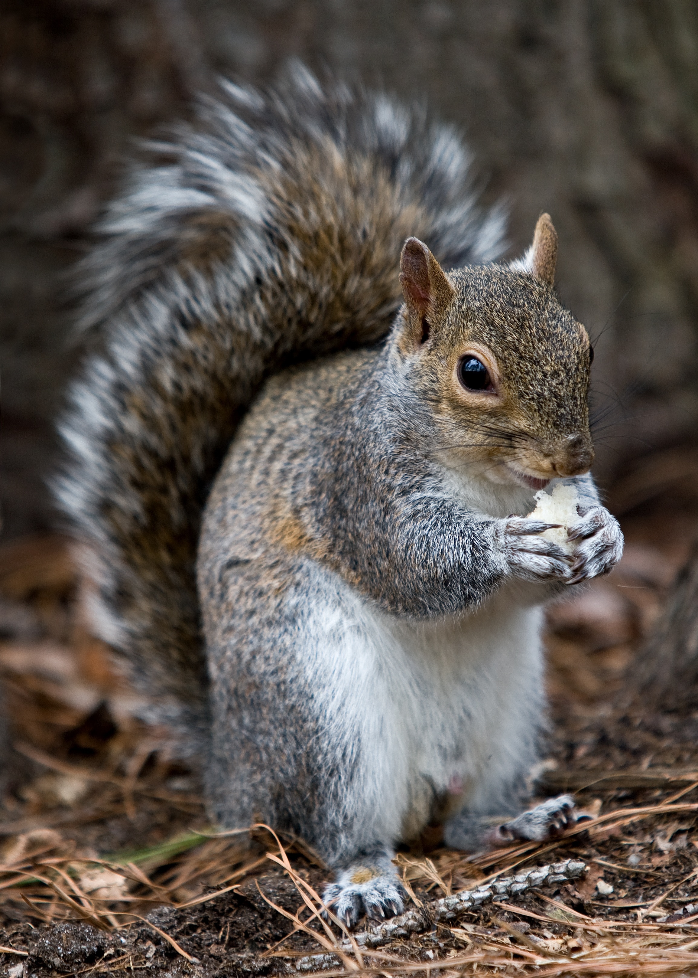 Squirrel, Animal, Eating Wild, Forest, one animal, animals in the wild