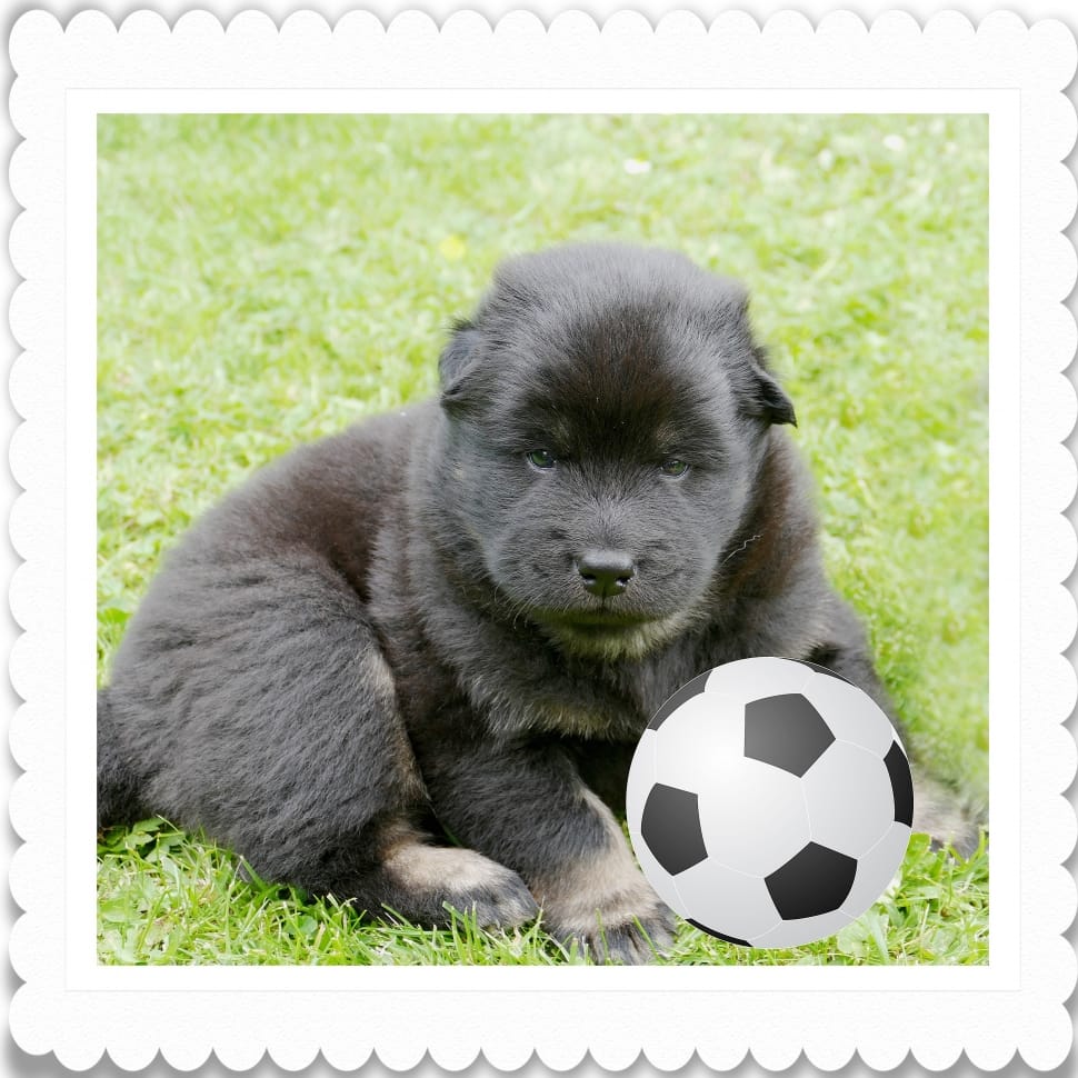 black chow chow puppy free image Peakpx