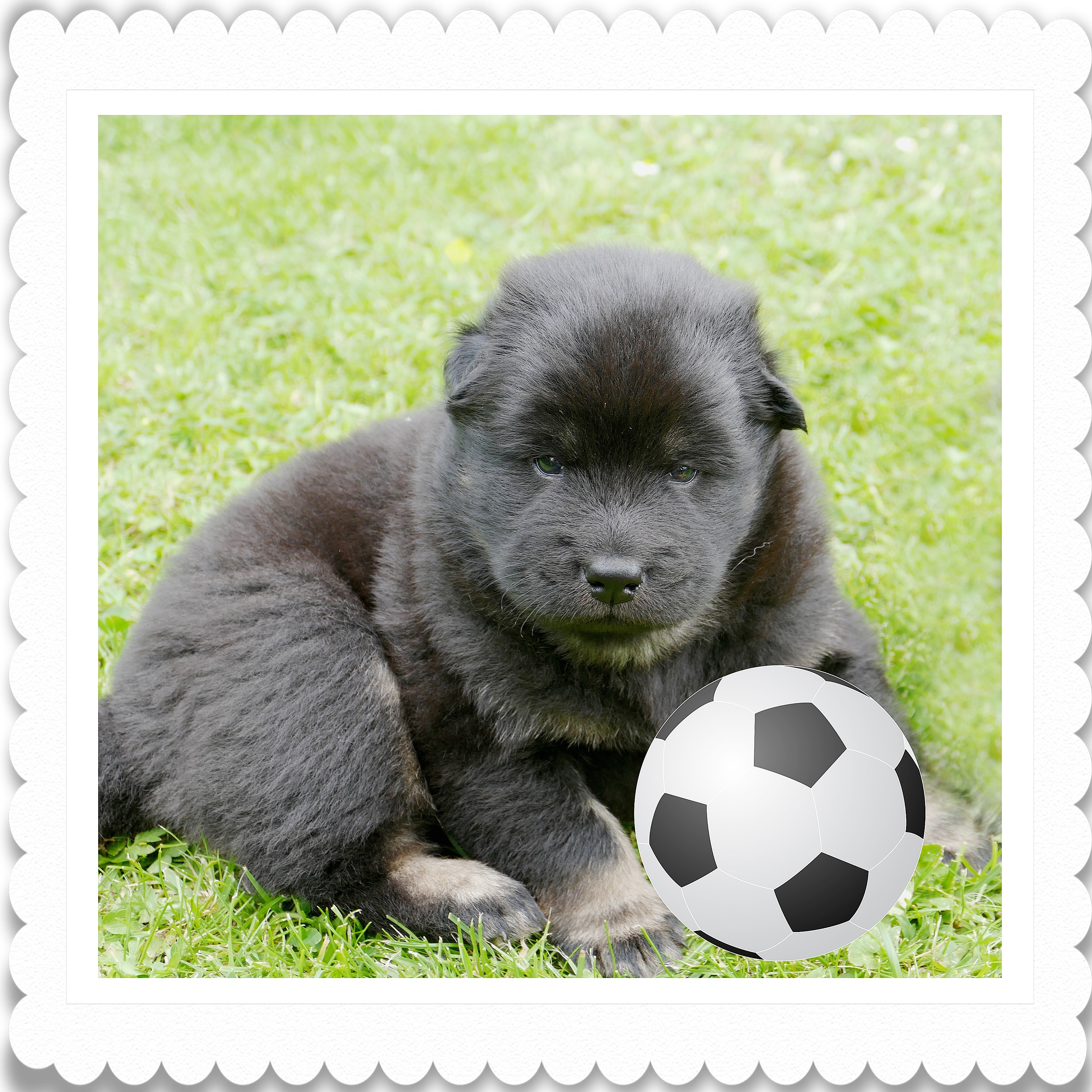 black chow chow puppy