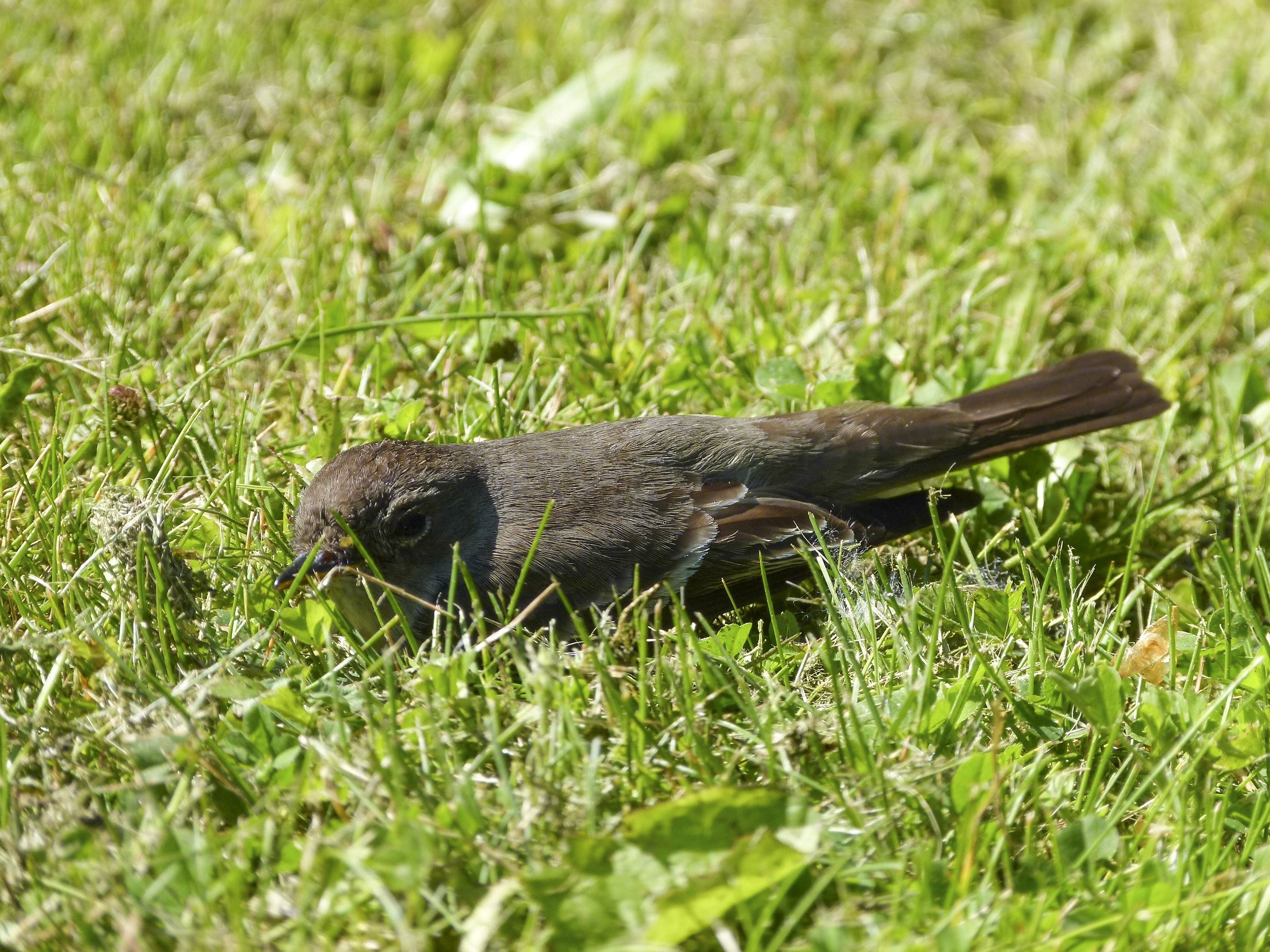 Sperling, Sparrow, Bird, Feathered, grass, one animal
