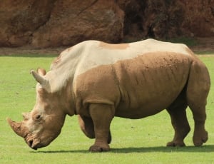 brown Rhino on green grass field during daytime thumbnail