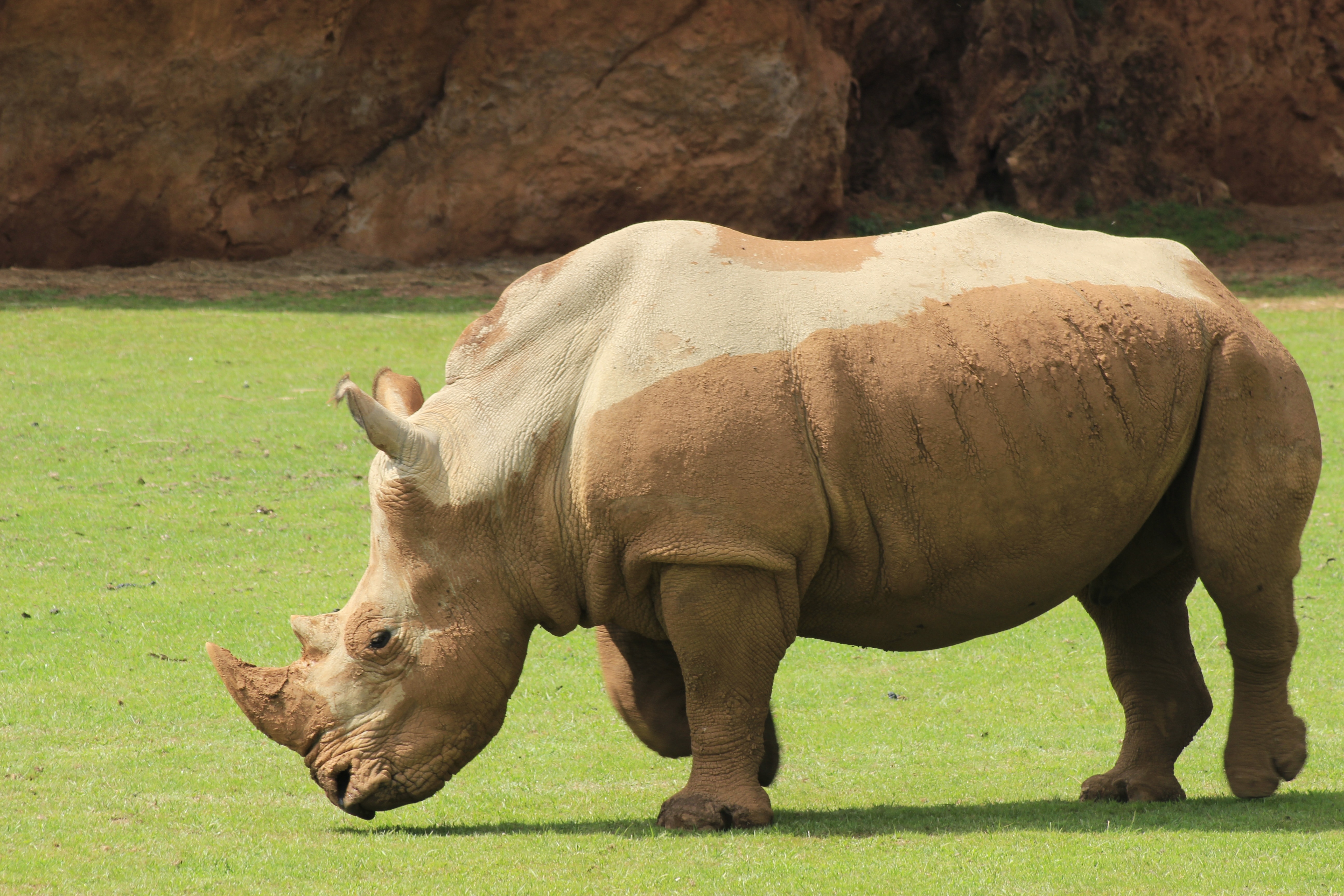 brown Rhino on green grass field during daytime