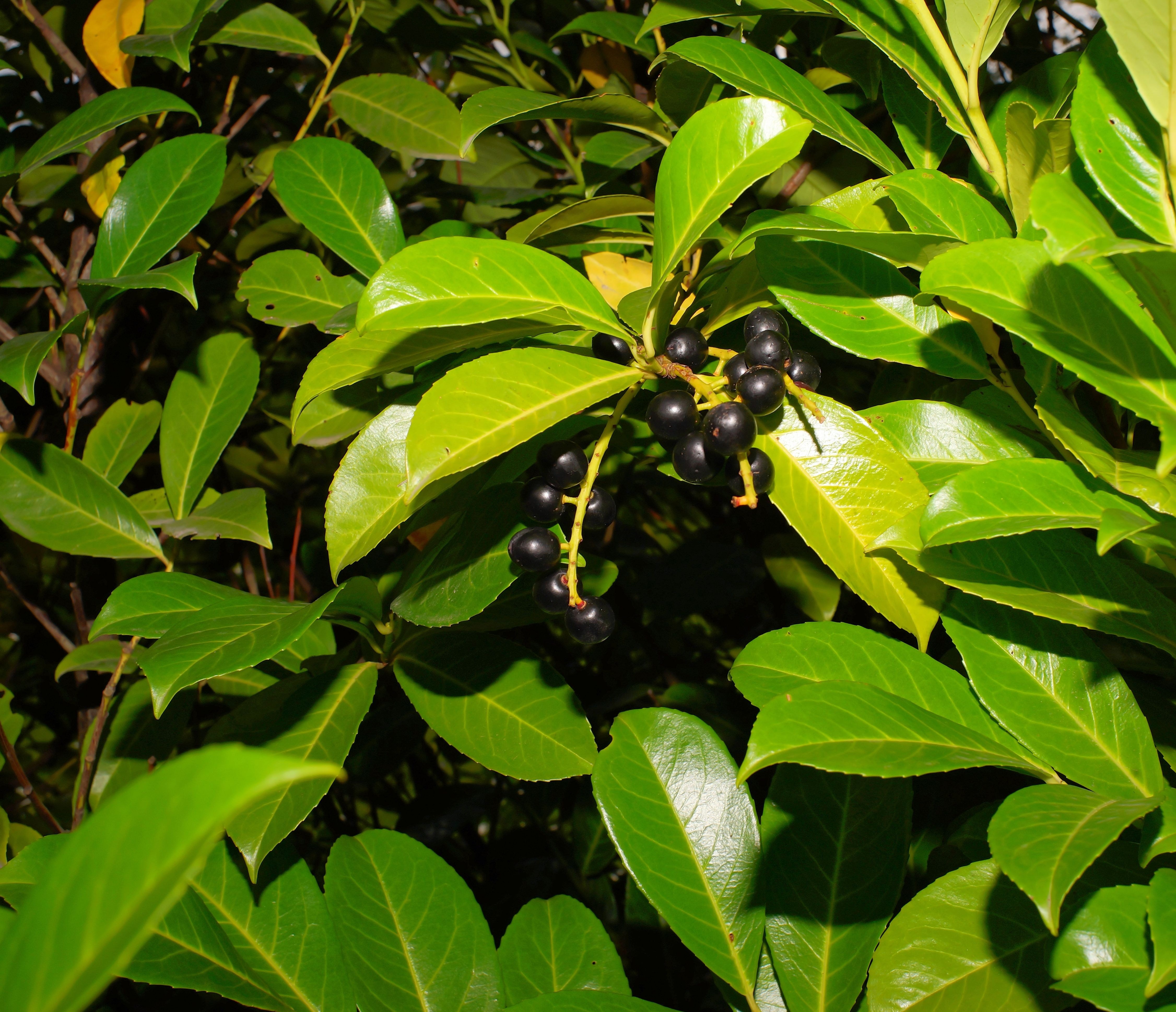 Чёрная ягода на дереве