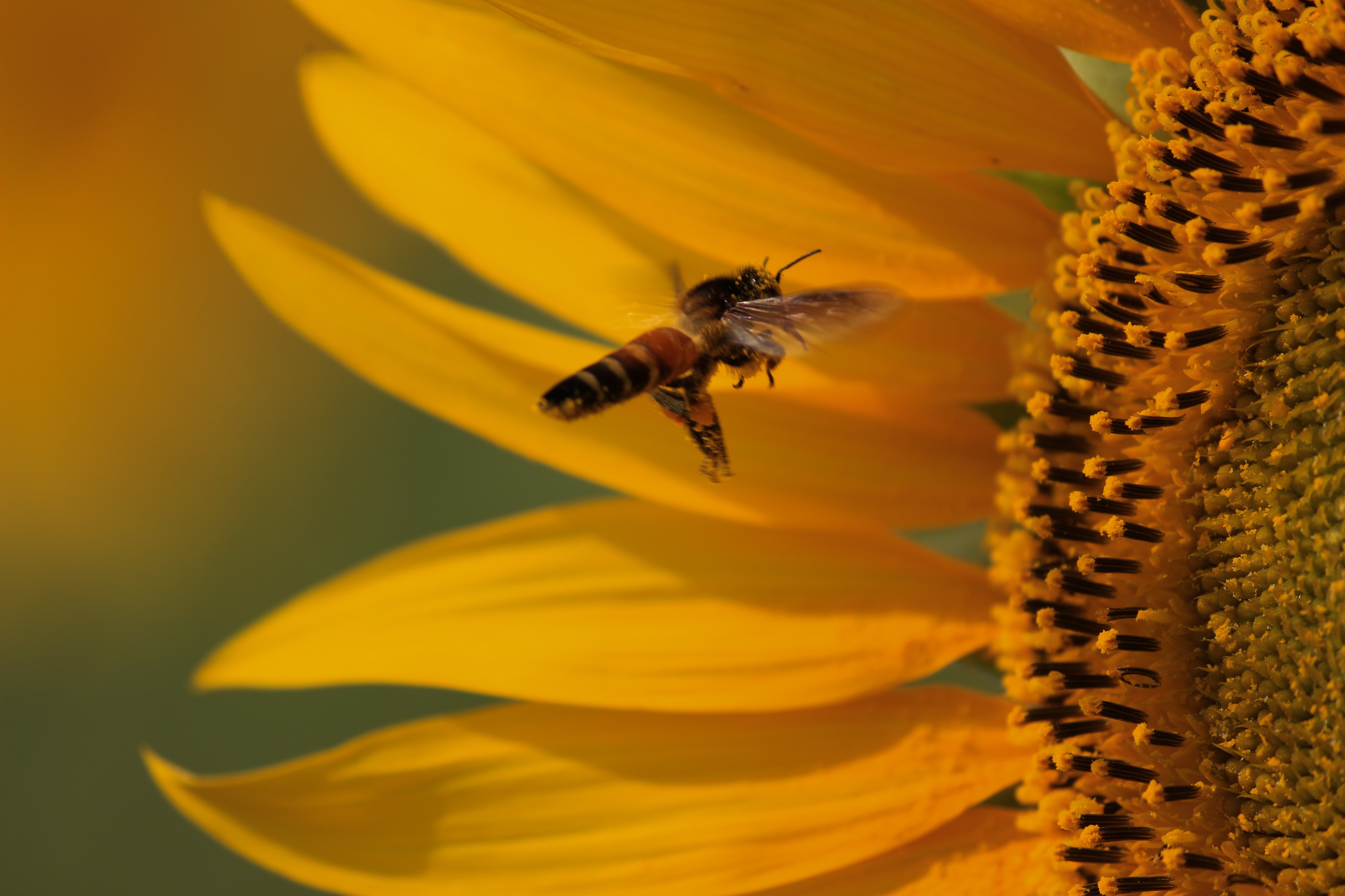 brown honey bee