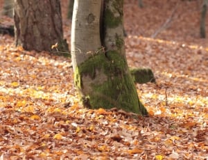 Leaves, Forest Floor, Autumn Forest, tree trunk, nature thumbnail