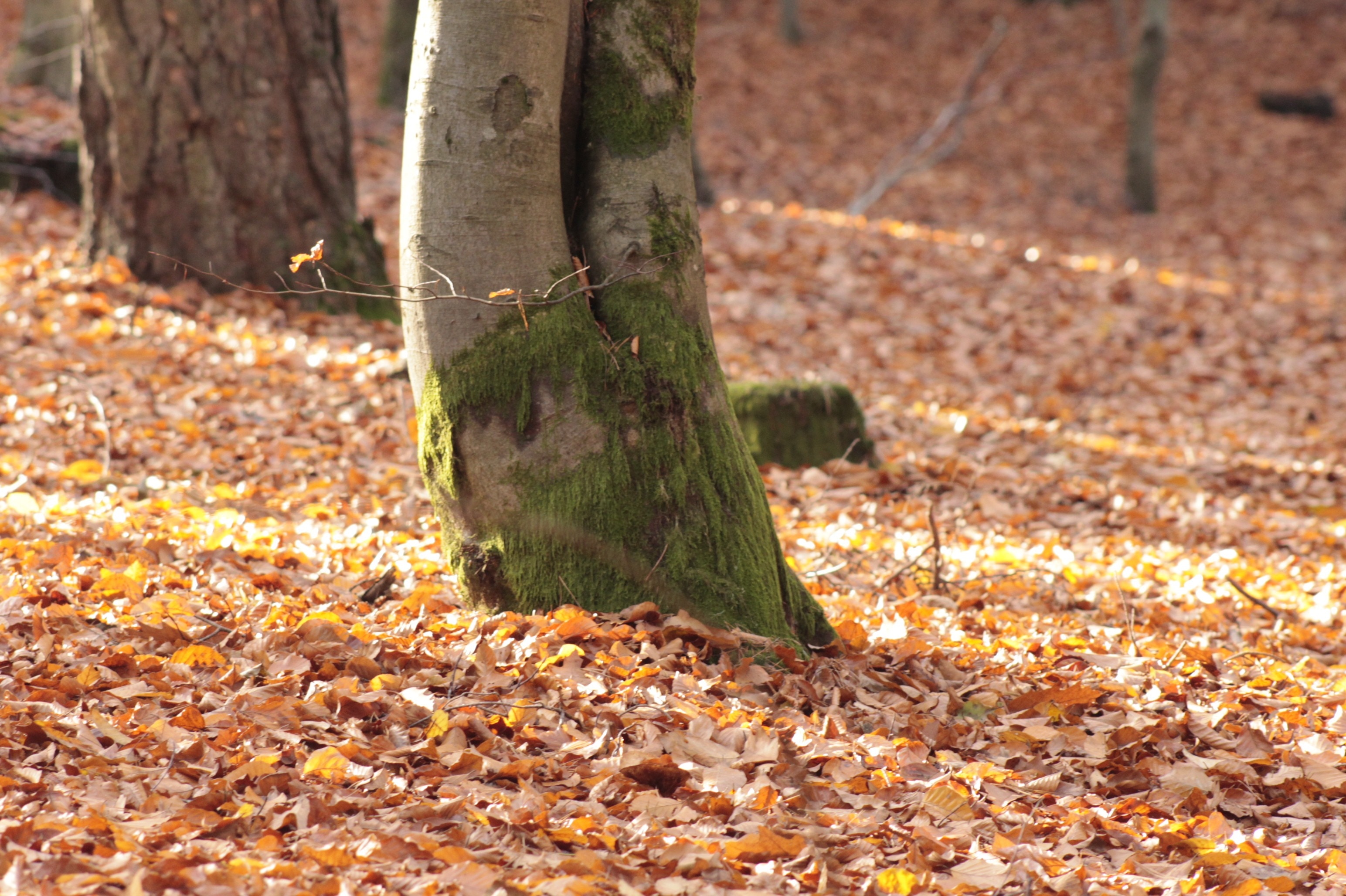 Leaves, Forest Floor, Autumn Forest, tree trunk, nature