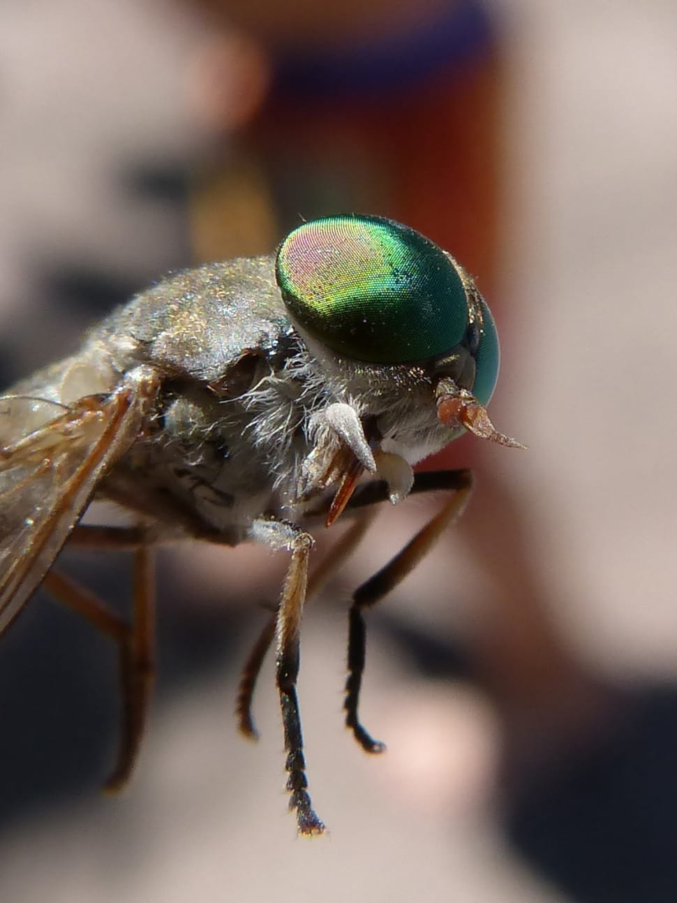 macro photography of house fly preview