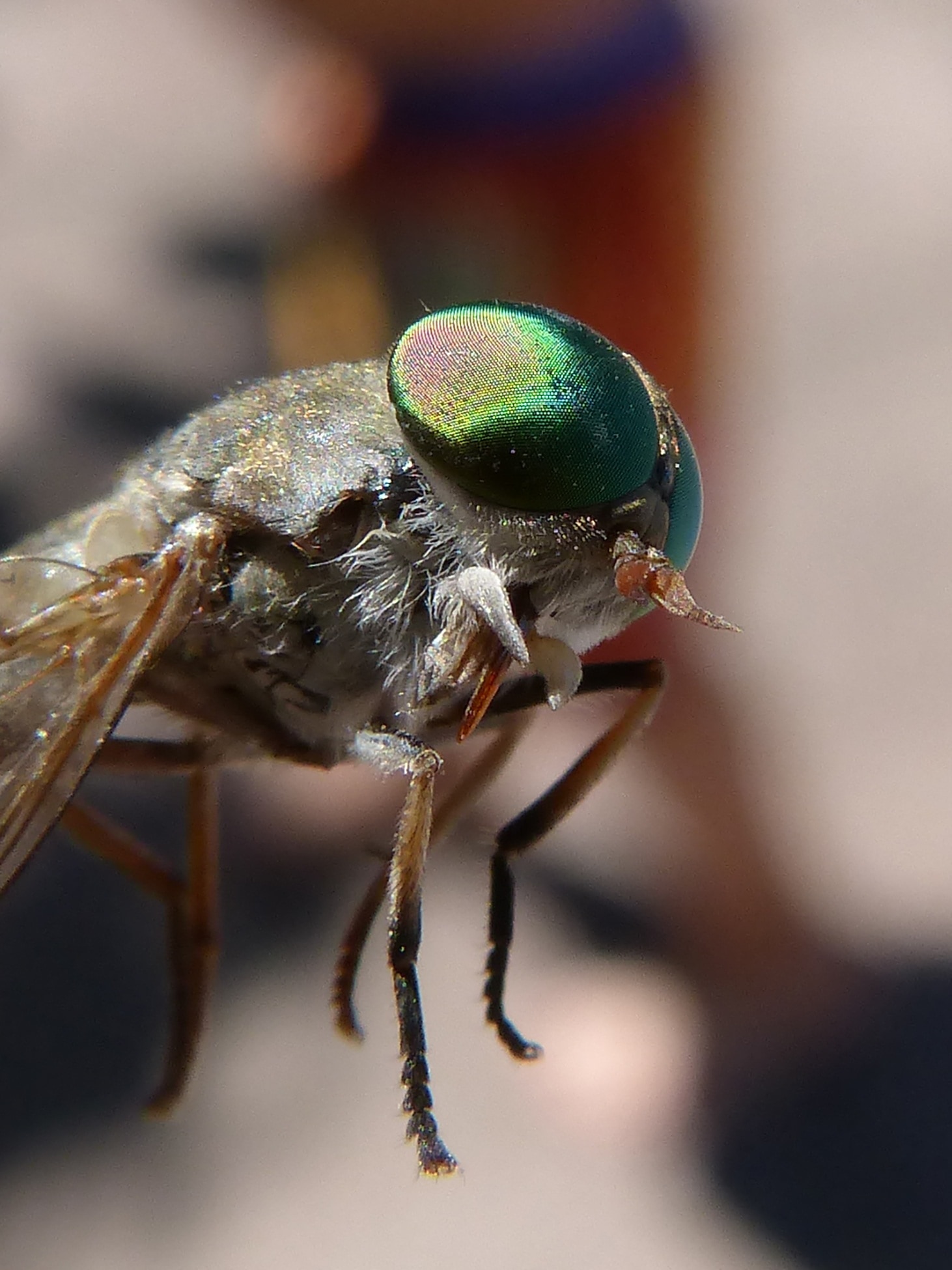 macro photography of house fly