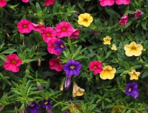 pink purple and yellow flowers thumbnail