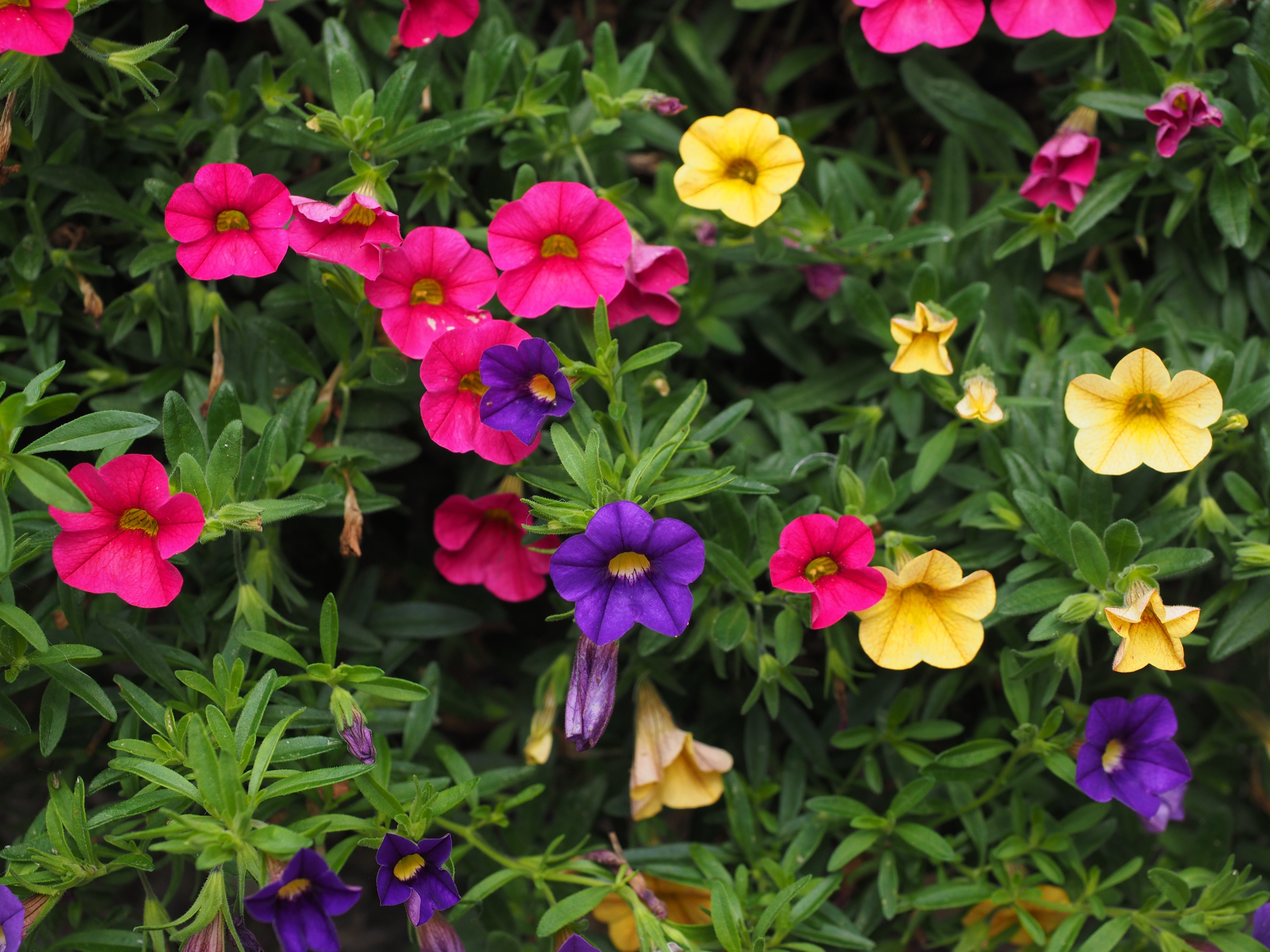 pink purple and yellow flowers