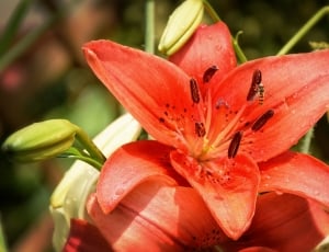 red 6 petaled flowers thumbnail