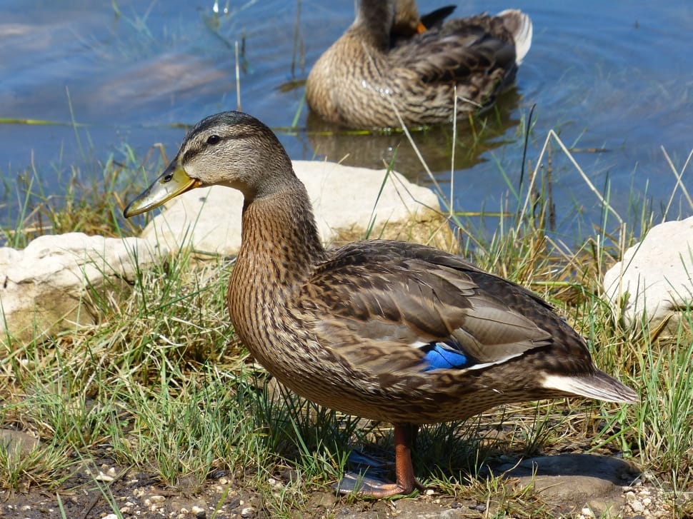 Duck, Lake, Nature, Bird, Pond, Animal, animals in the wild, bird preview