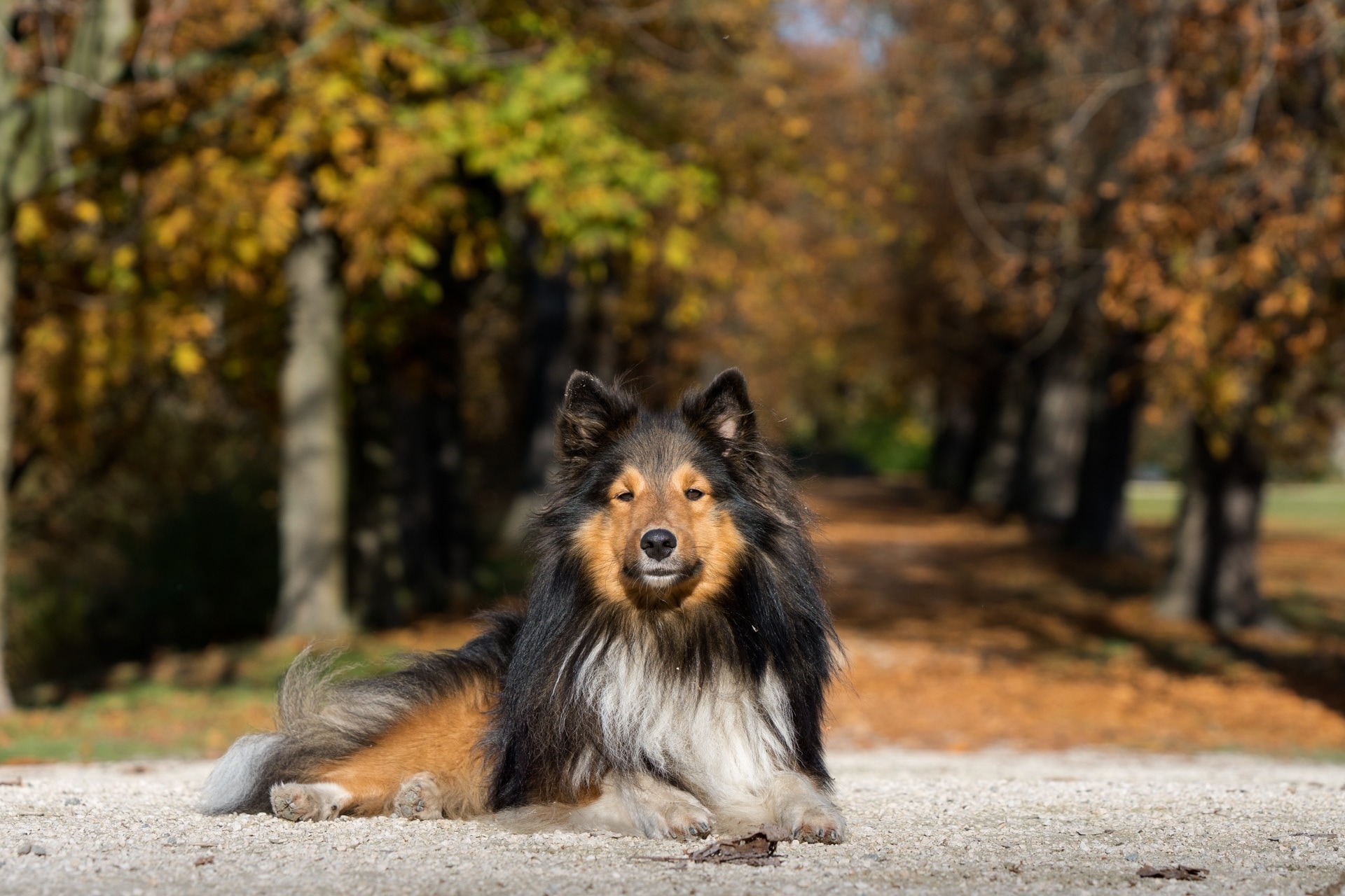 brown and black long coated dog