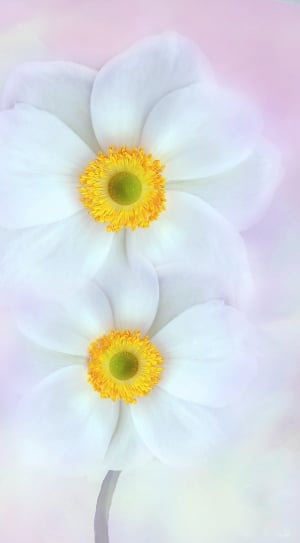 white and yellow multi petaled flowers thumbnail