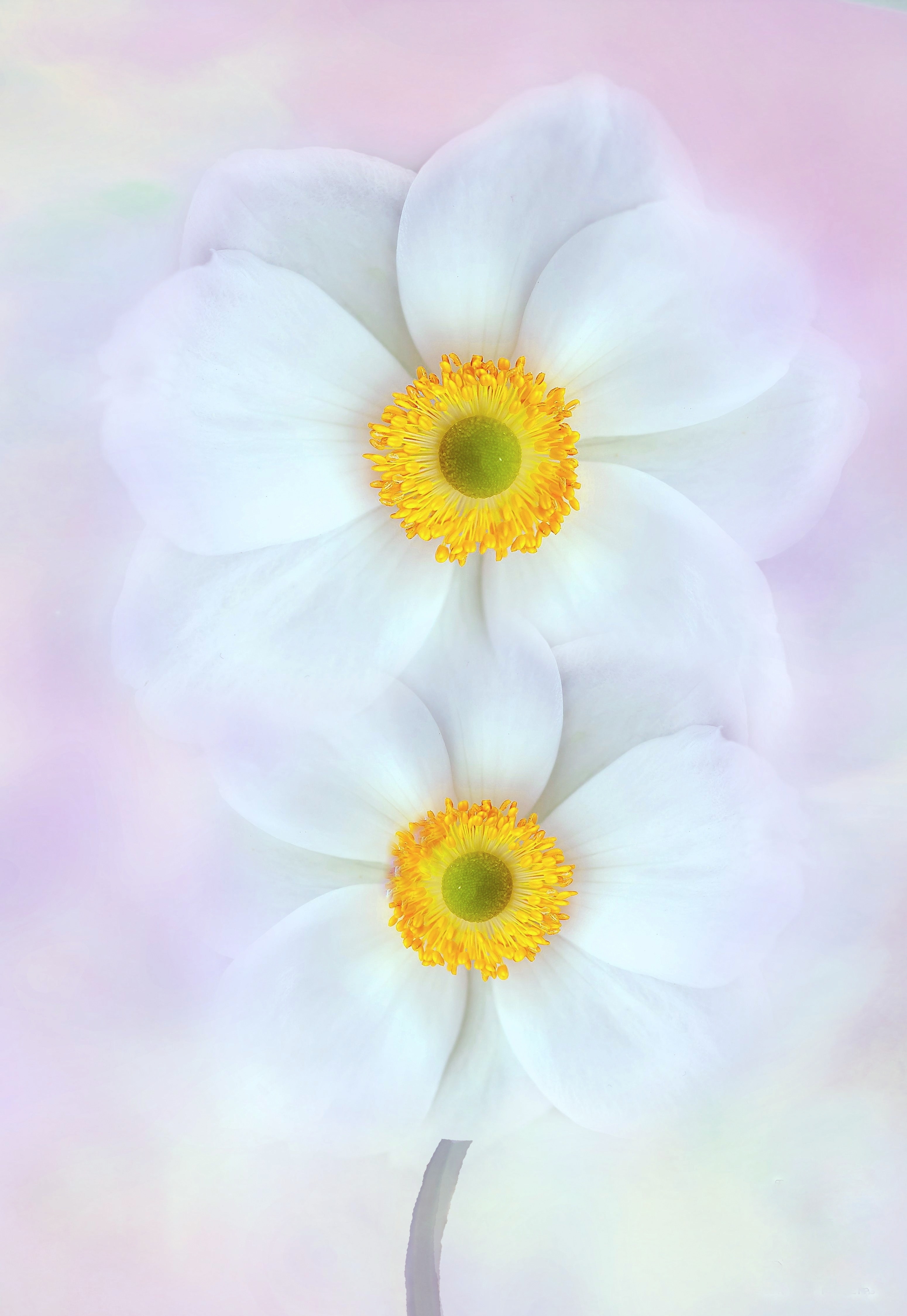 white and yellow multi petaled flowers