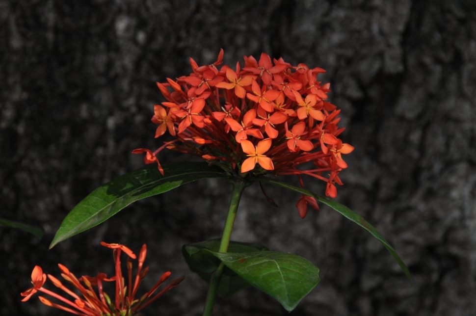 Garden, Trunk, Nature, Ecsória, Flower, ,  preview