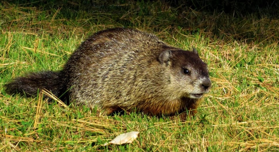Whistlepig, Woodchuck, Groundhog, one animal, grass preview
