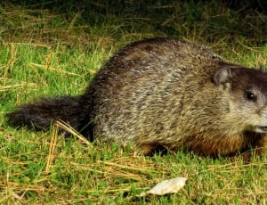 Whistlepig, Woodchuck, Groundhog, one animal, grass thumbnail