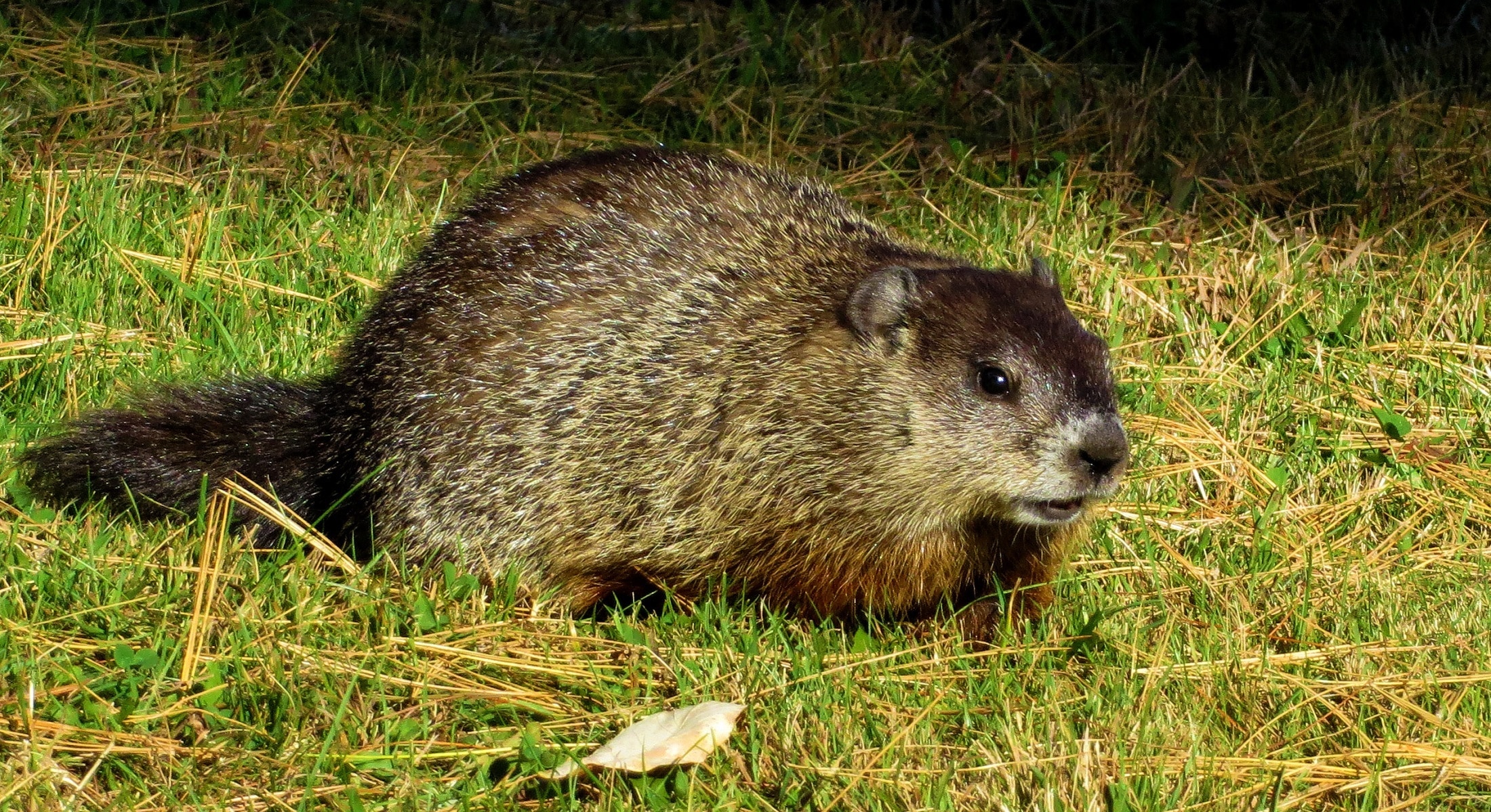 Whistlepig, Woodchuck, Groundhog, one animal, grass