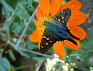 black butterfly sipping on orange petaled flower thumbnail