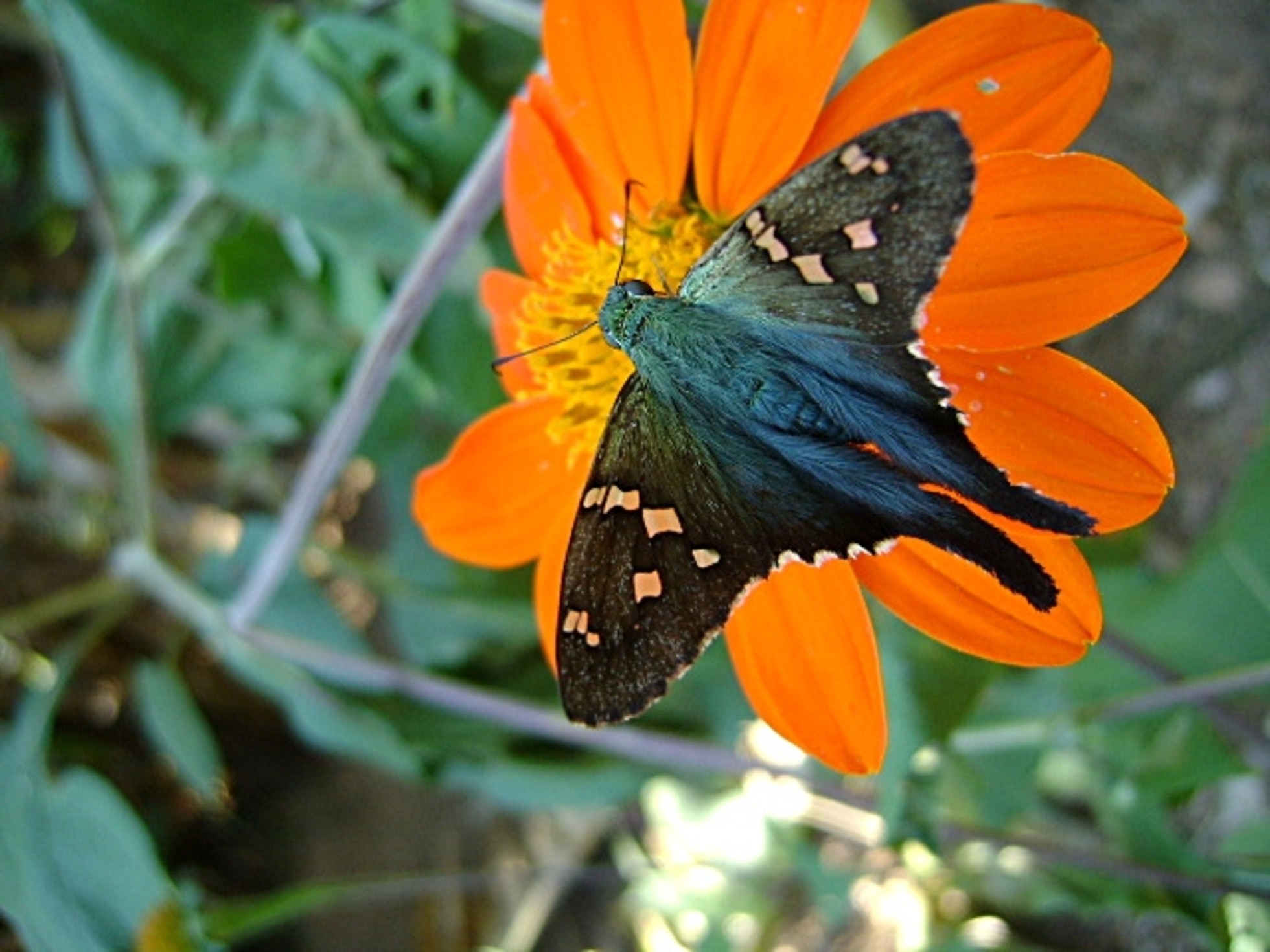 black butterfly sipping on orange petaled flower