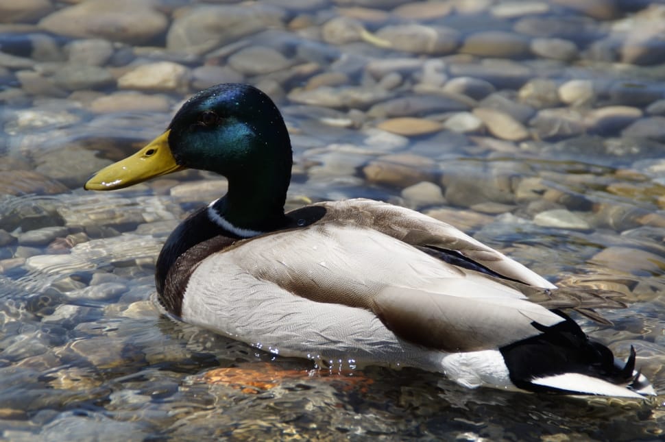 white and black male mallard duck on body of water during daytime preview