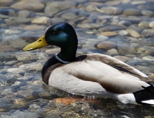 white and black male mallard duck on body of water during daytime thumbnail