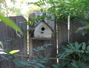 gray wooden bird house near plants thumbnail