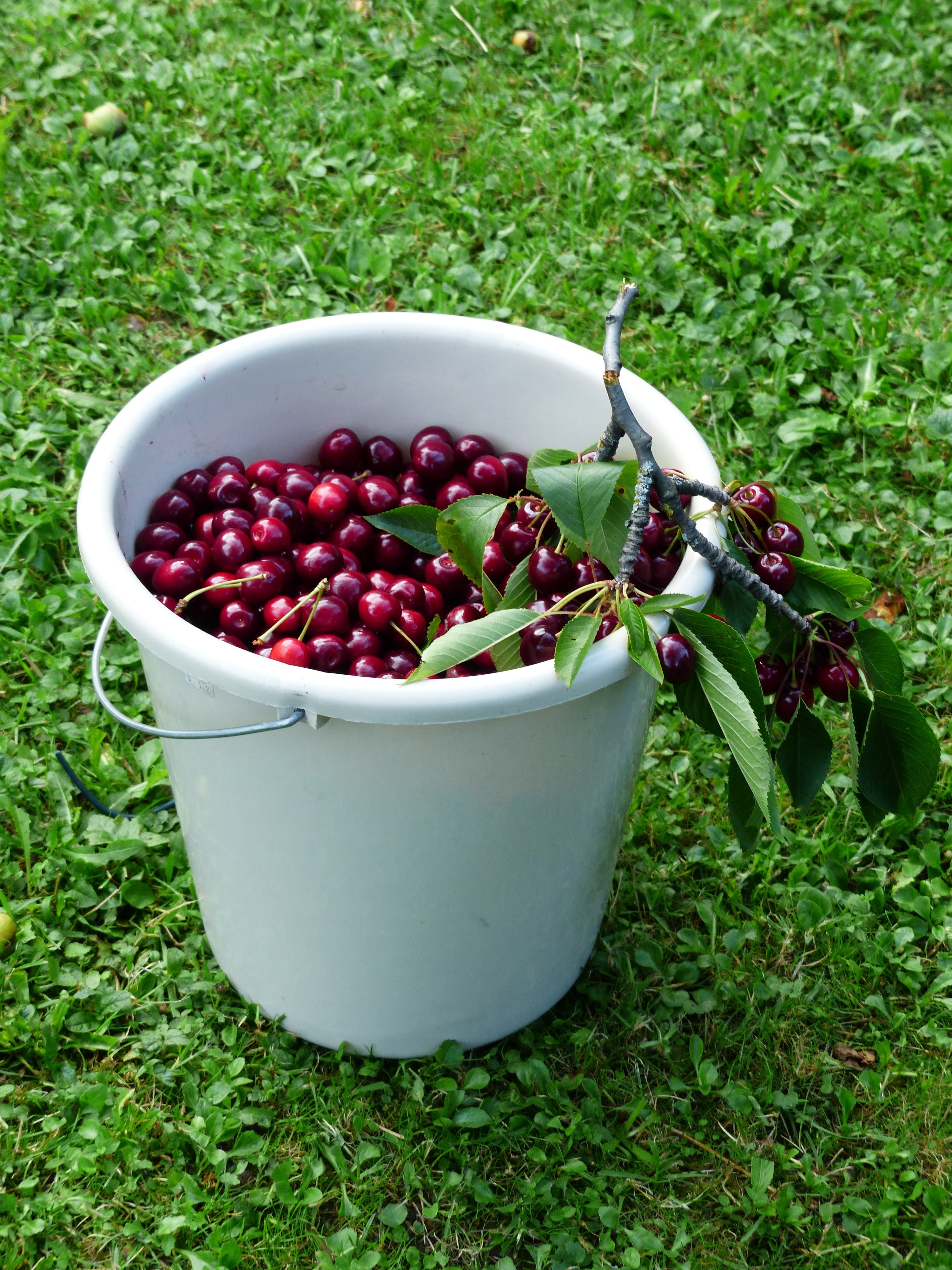 Red, Sweet Cherry, Fruit, Cherry, grass, bowl