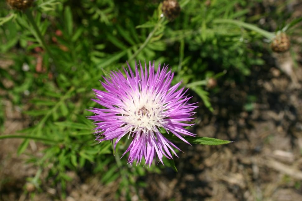 pink thistle closeup photography preview