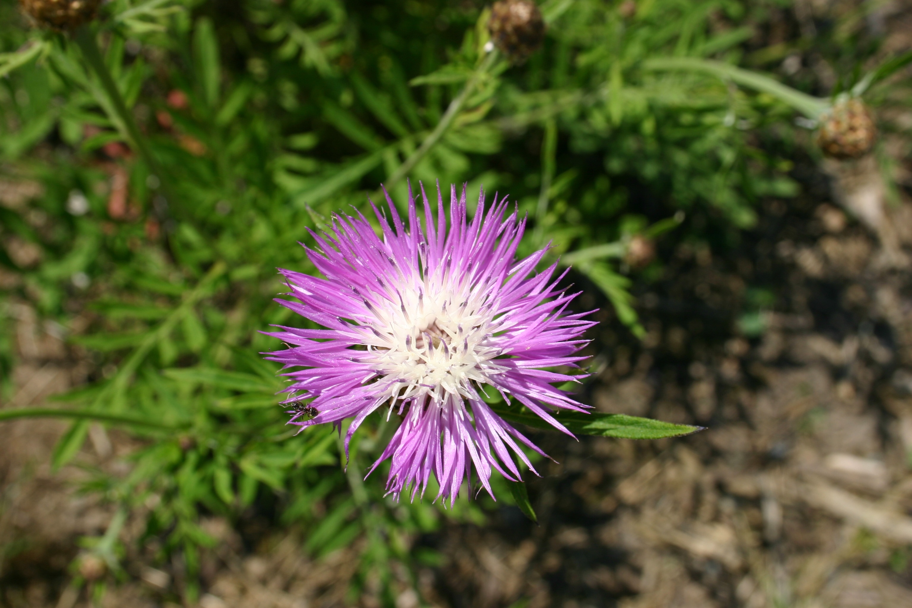 pink thistle closeup photography