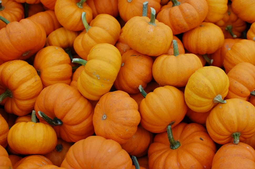 orange and green pumpkins preview