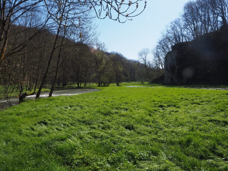 Louder, Bach, River, Large Lautertal, bare tree, grass preview