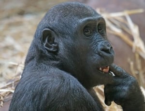 closed up photography of gorilla thumbnail