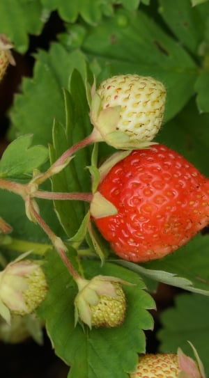 strawberries fruit thumbnail