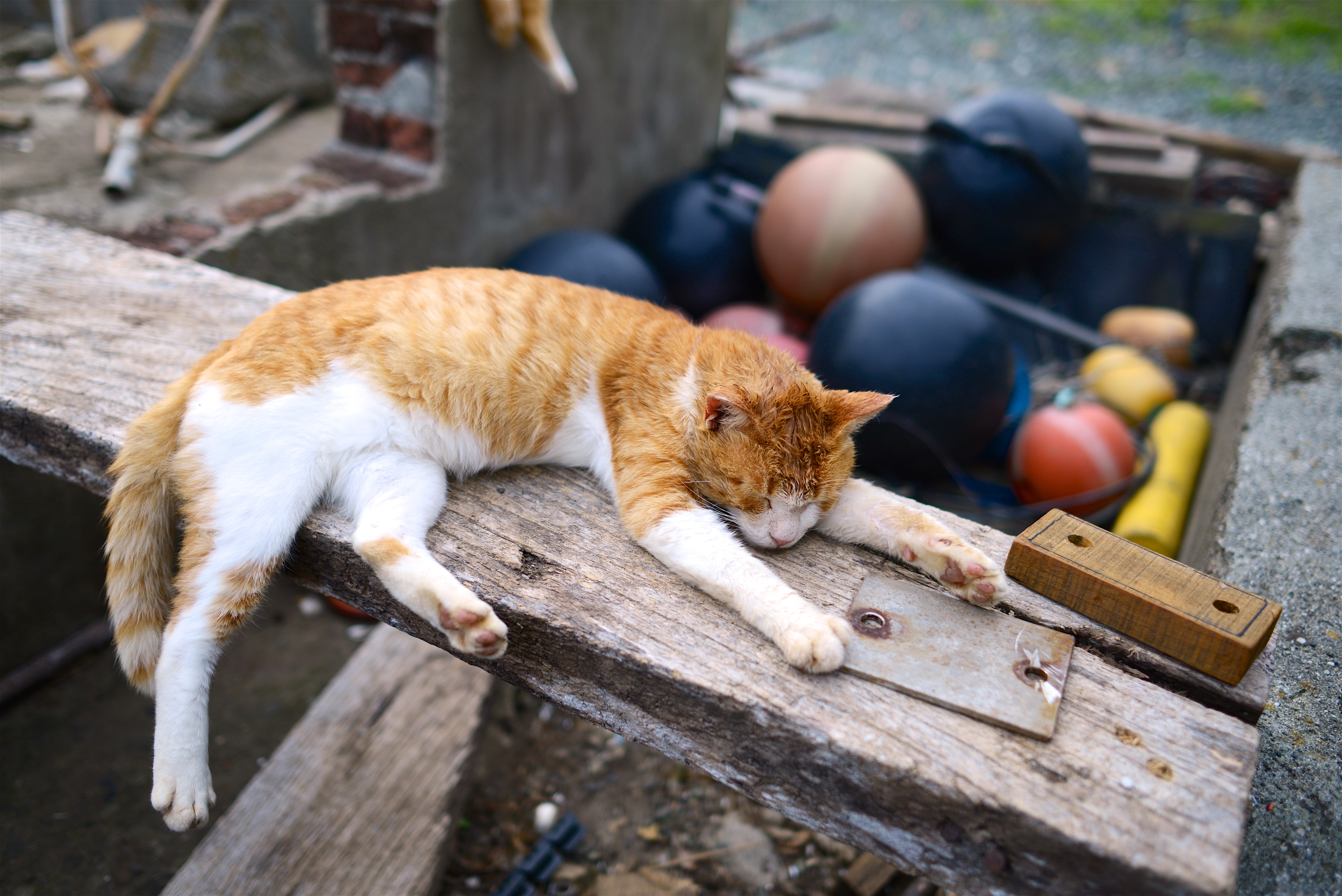 orange and white tabby cat sleeping on lumber