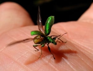 green blister beetle thumbnail