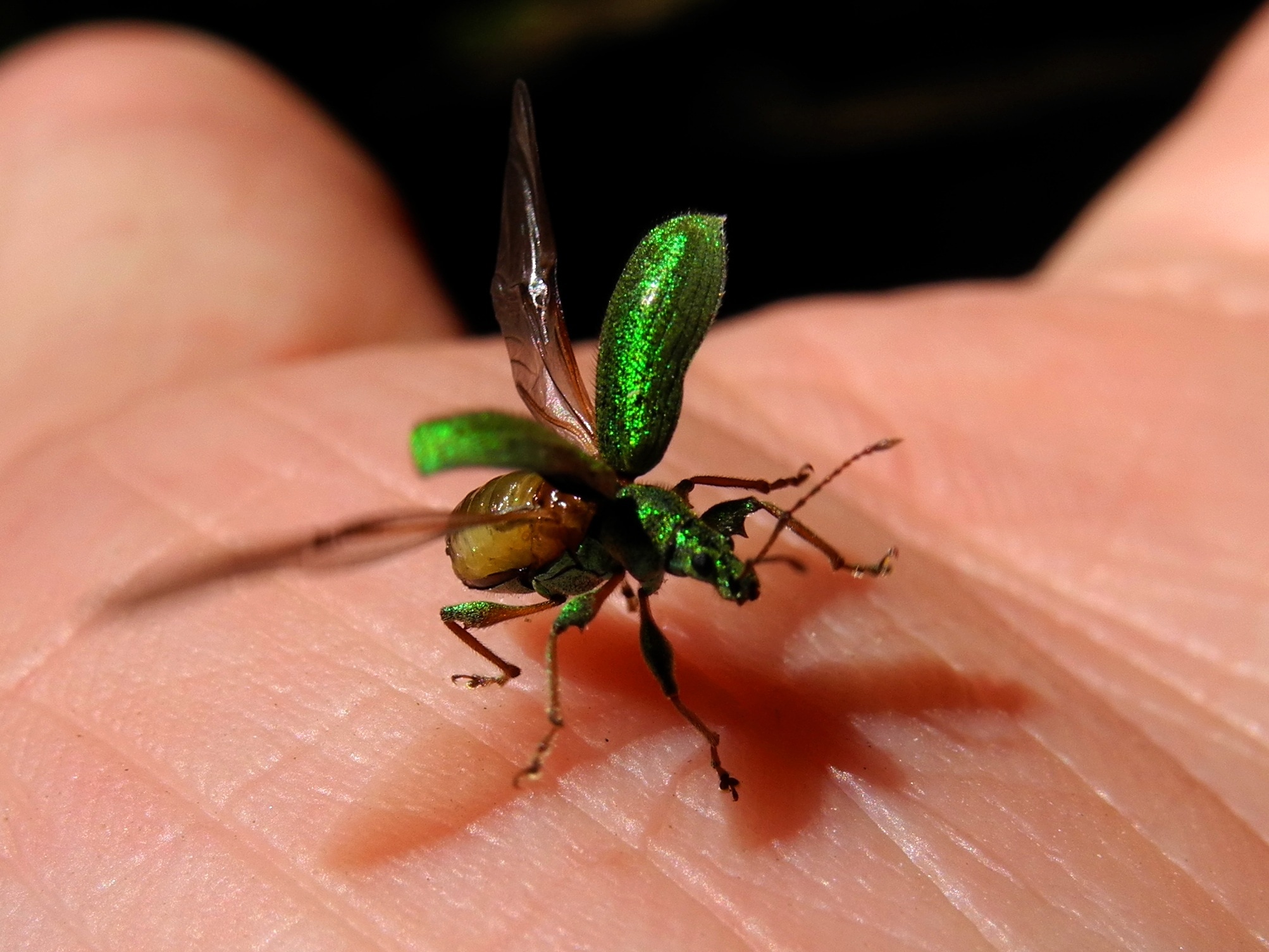 green blister beetle