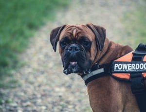 close up photography of brown short-coated dog with orange powerdog harness thumbnail