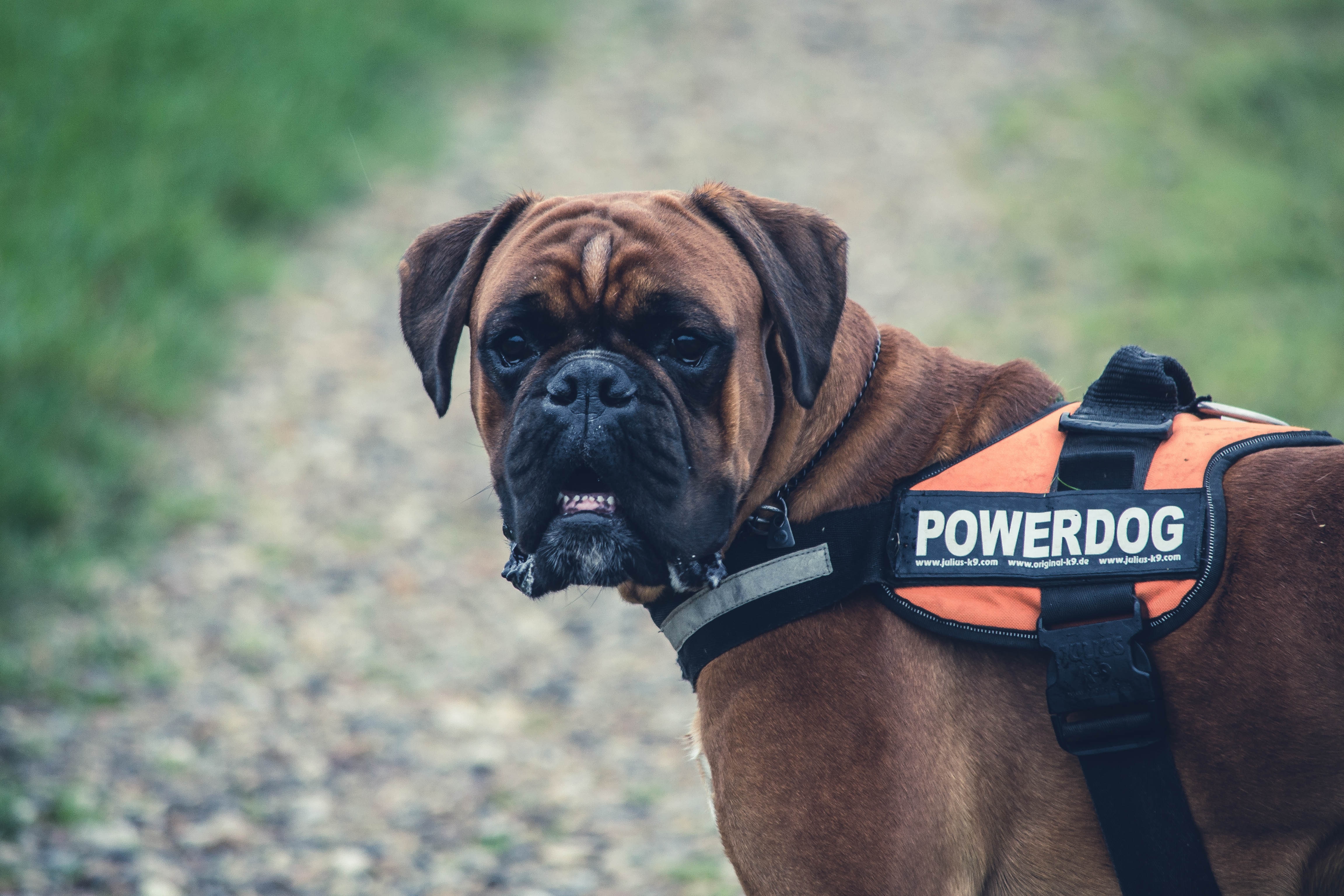 close up photography of brown short-coated dog with orange powerdog harness