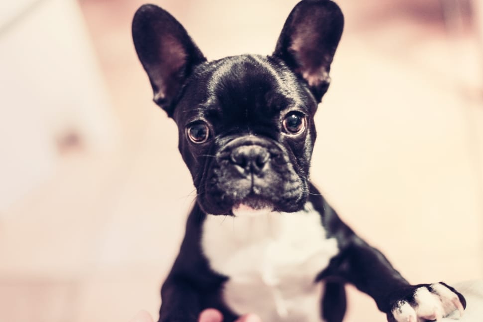 black and white french bulldog preview