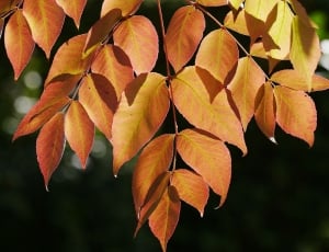 brown leaf tree thumbnail